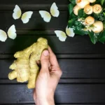 la raíz de jengibre más fresca
