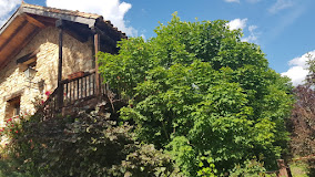 Imagen Acebos Del Tajo