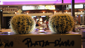 Imagen Cactus